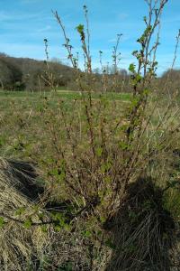 <i>Ribes rubrum</i>