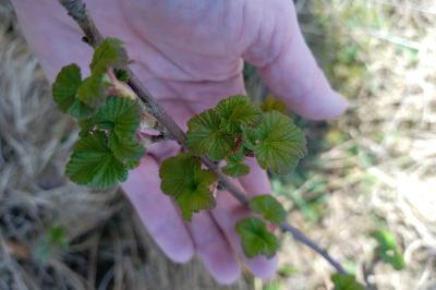 <i>Ribes rubrum</i>