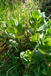 <i>Hylotelephium telephium</i>