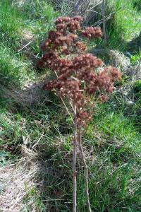 <i>Hylotelephium telephium</i>