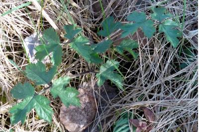 <i>Heracleum sphondylium</i>