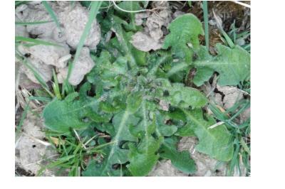 <i>Hypochaeris radicata</i>