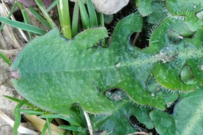 <i>Hypochaeris radicata</i>