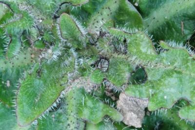 <i>Hypochaeris radicata</i>