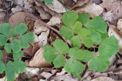 <i>Aquilegia vulgaris</i>