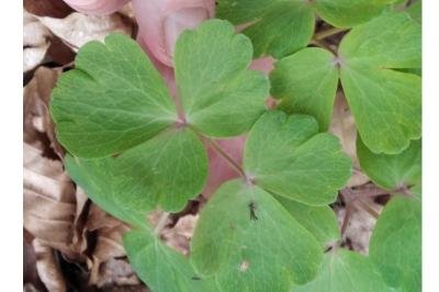 <i>Aquilegia vulgaris</i>