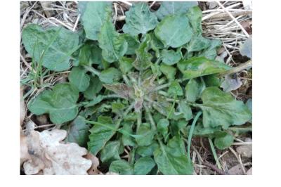 <i>Lapsana communis</i>