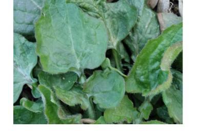 <i>Lapsana communis</i>