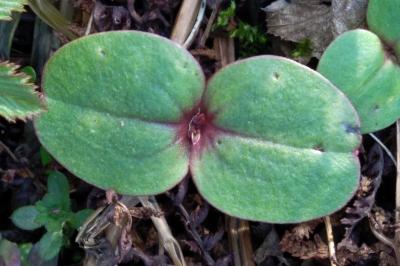 <i>Impatiens glandulifera</i>
