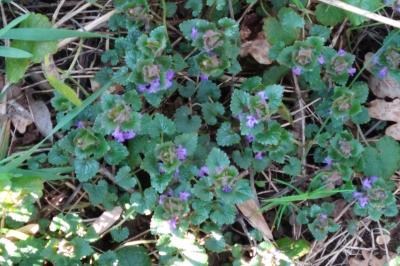 <i>Glechoma hederacea</i>