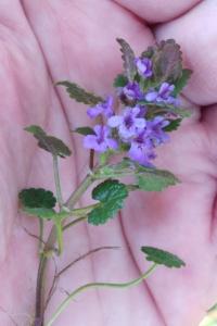 <i>Glechoma hederacea</i>