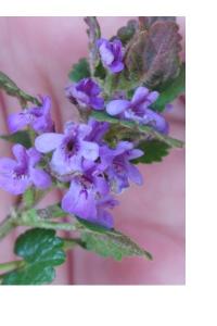 <i>Glechoma hederacea</i>