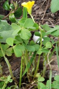 <i>Oxalis stricta</i>