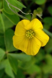<i>Oxalis stricta</i>