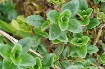 <i>Thymus pulegioides</i>