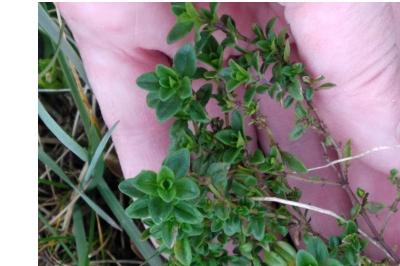 <i>Thymus pulegioides</i>