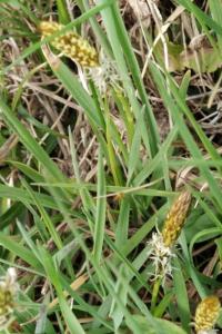<i>Carex caryophyllea</i>