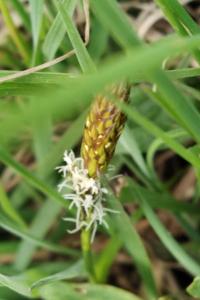 <i>Carex caryophyllea</i>