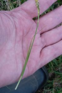 <i>Carex caryophyllea</i>