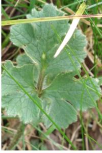 <i>Ranunculus repens</i>