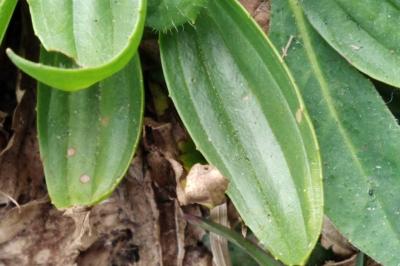 <i>Plantago lanceolata</i>