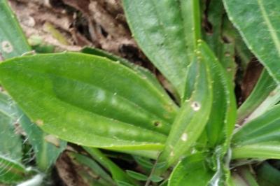 <i>Plantago lanceolata</i>