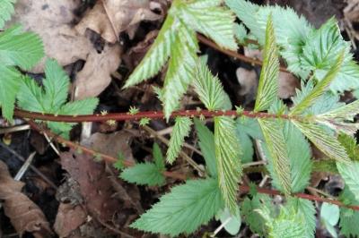 <i>Filipendula ulmaria</i>