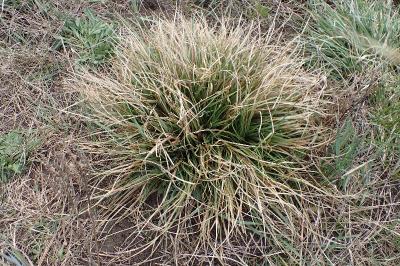 <i>Carex hordeistichos</i>