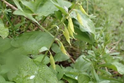 <i>Corydalis cava</i>
