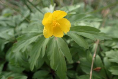 <i>Anemone ranunculoides</i>