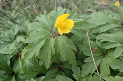 <i>Anemone ranunculoides</i>