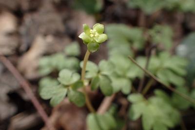 <i>Adoxa moschatellina</i>