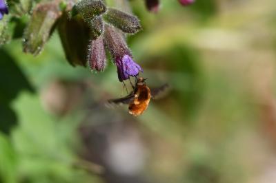 <i>Pulmonaria montana</i>