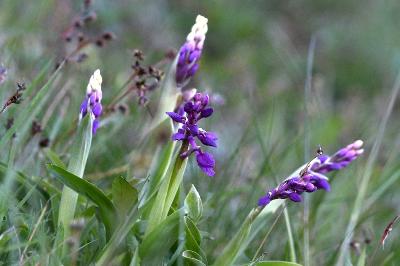 <i>Orchis mascula</i>