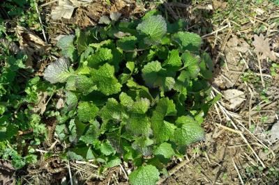 <i>Alliaria petiolata</i>