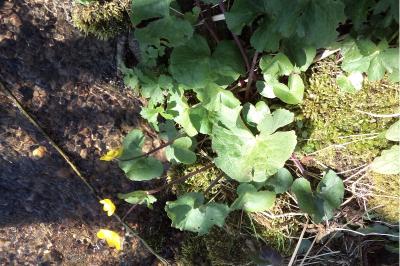 <i>Caltha palustris</i>