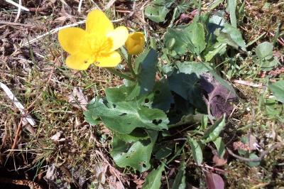 <i>Caltha palustris</i>