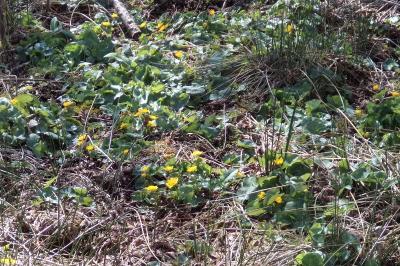 <i>Caltha palustris</i>