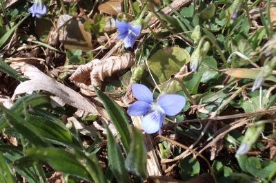 <i>Viola riviniana</i>