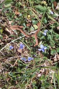 <i>Viola riviniana</i>