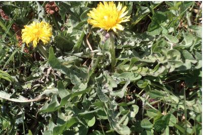 <i>Taraxacum officinale</i>