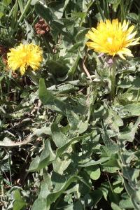 <i>Taraxacum officinale</i>