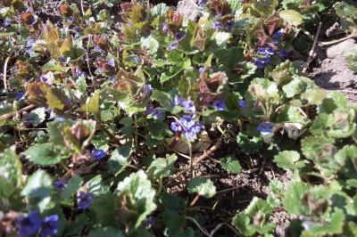 <i>Glechoma hederacea</i>