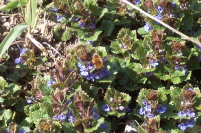 <i>Glechoma hederacea</i>