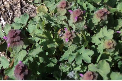 <i>Lamium purpureum</i>