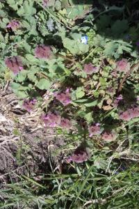 <i>Lamium purpureum</i>