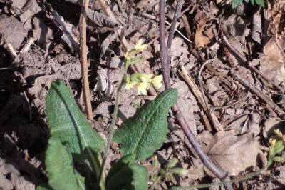 <i>Primula elatior</i>