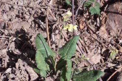<i>Primula elatior</i>