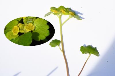 <i>Chrysosplenium alternifolium</i>