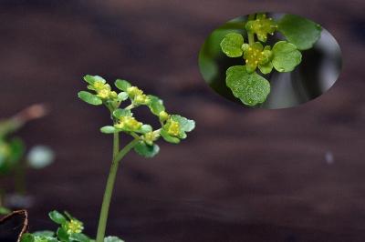 <i>Chrysosplenium oppositifolium</i>